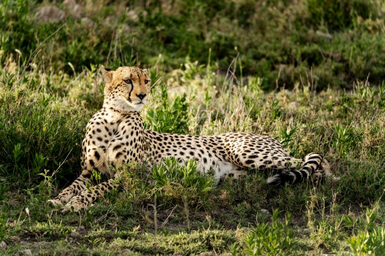 Why Eco-Tourism Is the Future of Sustainable Travel